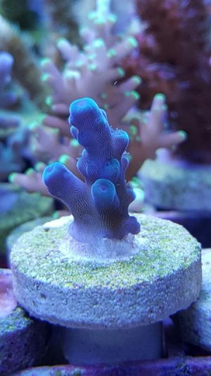 20170304_205729-600x1067.jpg