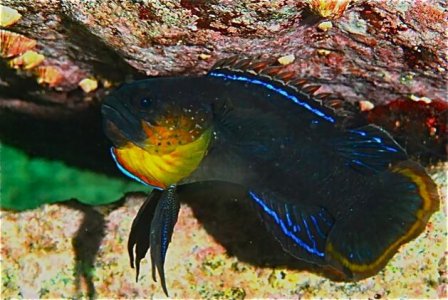 plesiops-coerulineatus3.jpg