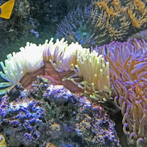 GreenMagnifica2017031402.jpg