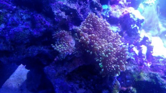 IMG_20170317_152642941.jpg IMG_20170317_152642941.jpg