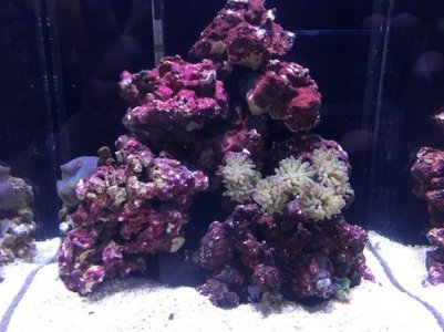 Full tank shot.jpg