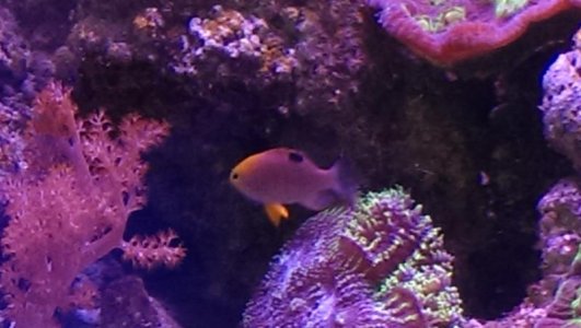 Fish ID PLEASE.jpg
