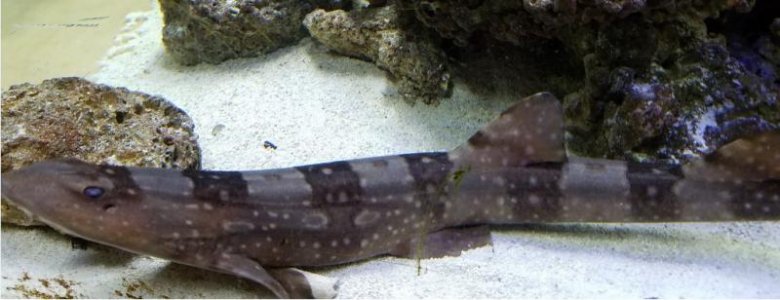 shark.jpg