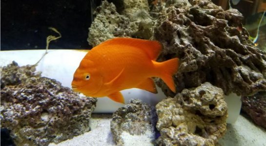 garibaldi.jpg