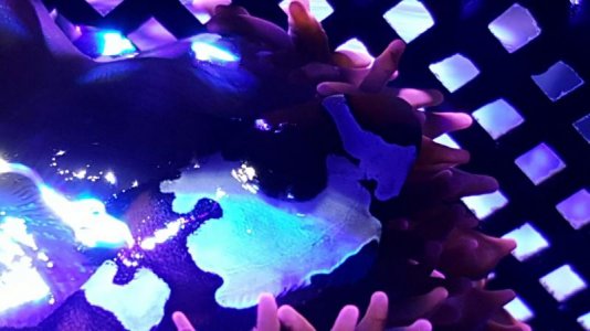 clownfish.jpg clownfish.jpg