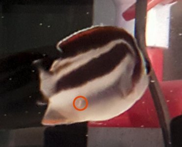 fish 1.jpg