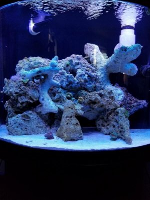 Reef1.jpg