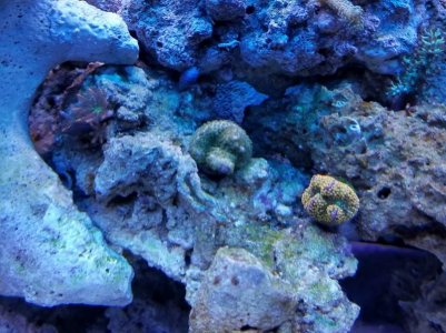 reef3.jpg