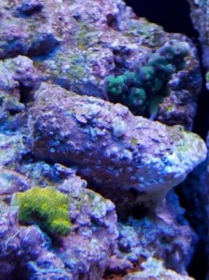 reef2.jpg