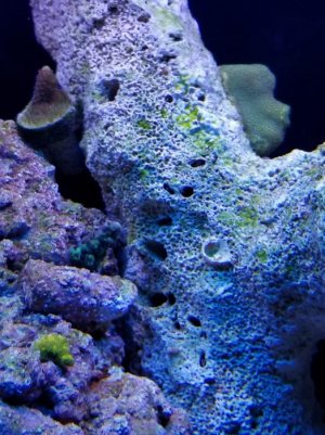 reef4.jpg