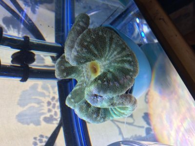 3-24-2017 haddoni.jpg