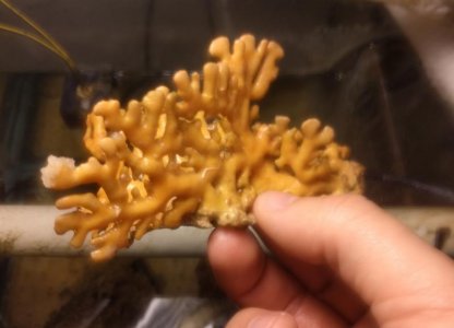 DarkCoral1.jpg
