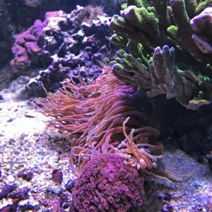 Reddoreensis2017050201.jpg