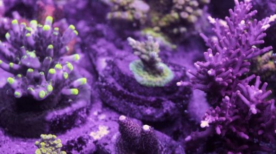 Eternsal Flame and RD.jpg