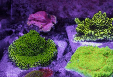 Meangreenmon_SG Mon-Spongoides.jpg