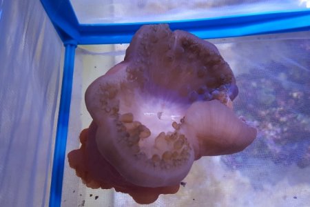 Anemone 1.jpg