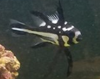 FishID.PNG