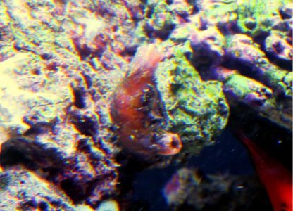 snail parasite.jpg