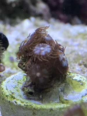 Zoas.jpg