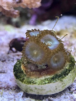 Zoas2.jpg