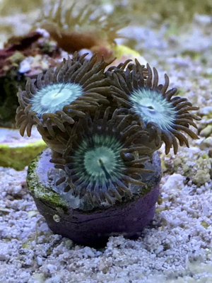 Zoas3.jpg