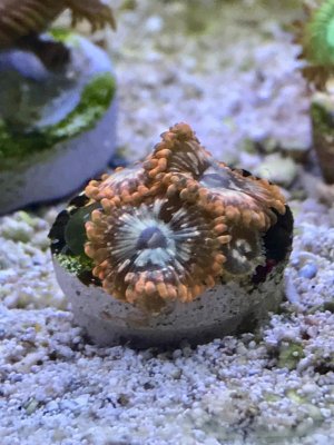 Zoas4.jpg