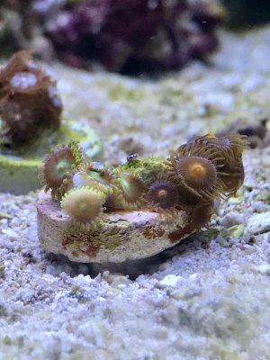 Zoas5.jpg