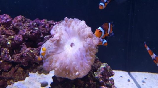Anemone 7.jpg