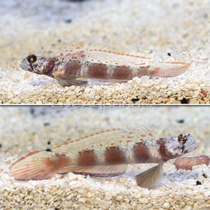 Amblyeleotris sp.jpg