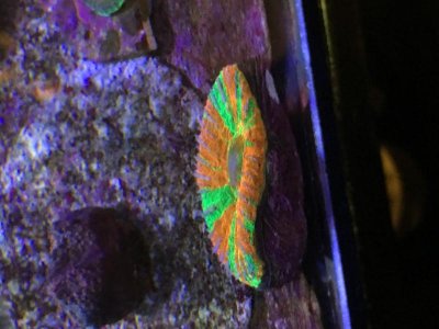 IMG_2238.jpg