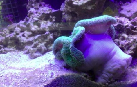 Screen Shot 2017-05-10 at 3.16.08 PM.jpg