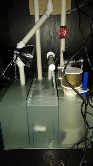 sump1stdayneedtoraiseskimmer.jpg