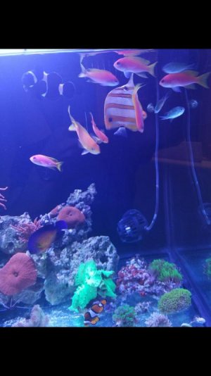 Screenshot_20170512-015653.jpg