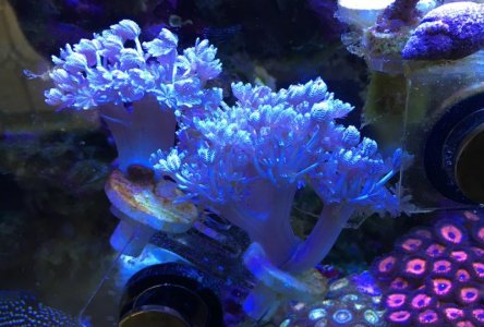 Screen Shot 2017-04-03 at 2.34.09 PM.jpg