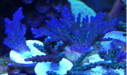 Screen Shot 2017-04-03 at 2.35.11 PM.jpg