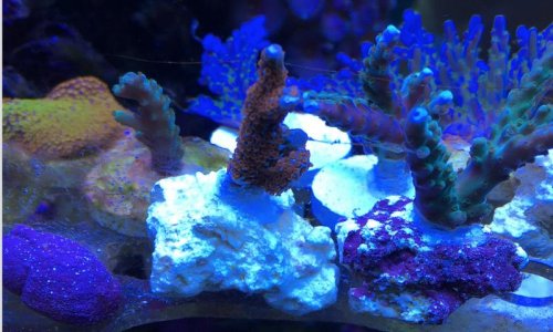 Screen Shot 2017-04-03 at 2.35.47 PM.jpg