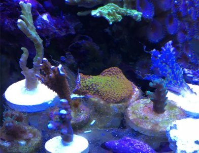 Screen Shot 2017-04-03 at 2.36.13 PM.jpg