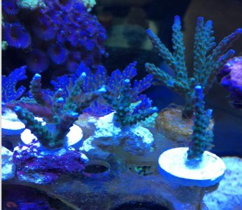 Screen Shot 2017-04-03 at 2.36.47 PM.jpg