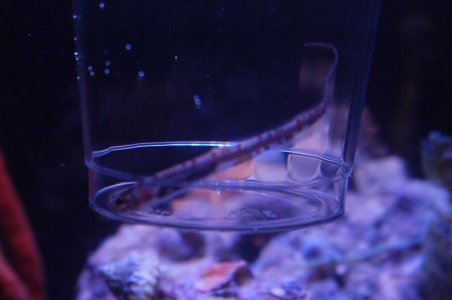 PT2_fish.jpg