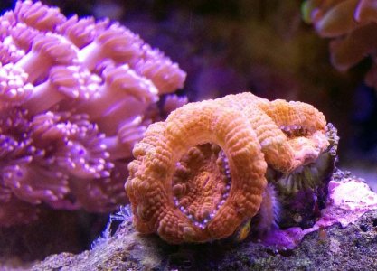 acan.jpg