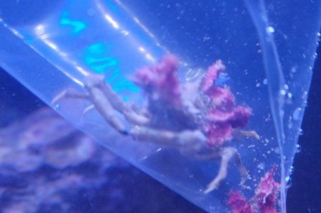 Crab.jpg