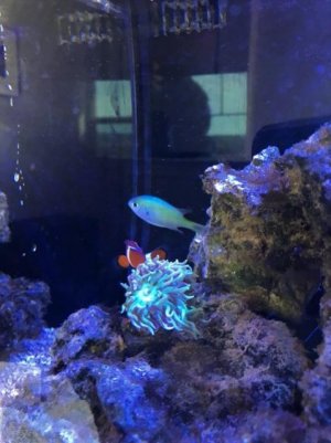 Chromis.jpg