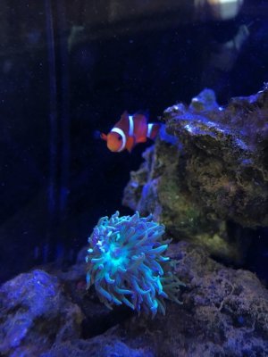 Clown and Hydra.jpg
