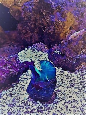 larger Blue.jpg