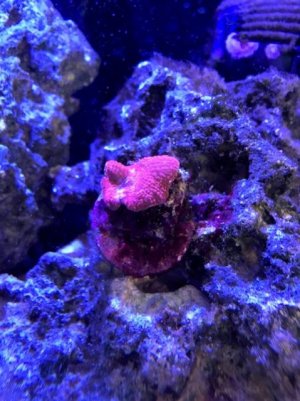 Red Mushroom.jpg