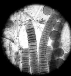 Cyano 1200 X Gray Scale.jpg