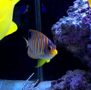 RegalBlueChest2017051901.jpg