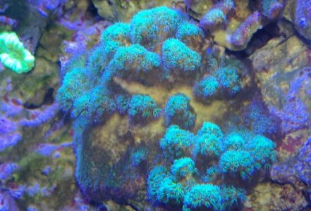 coral.jpg