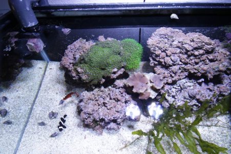 IMG_2172.jpg
