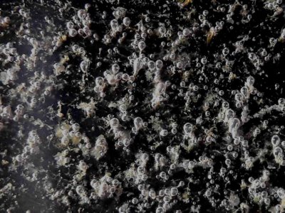 Unknown Bacteria BACK WALL.jpg